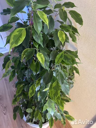 Фикус бенджамина большой