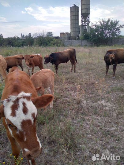 Корова дойная с теленком