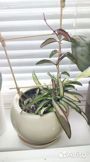 Цветы домашние