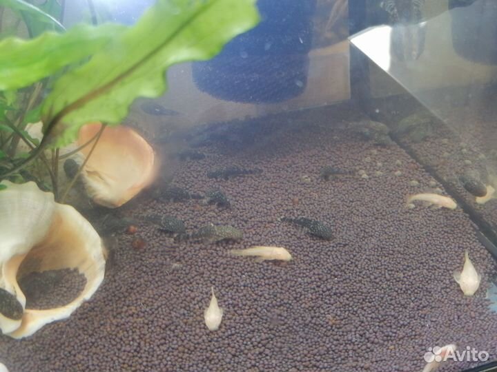 Сомики анциструсы