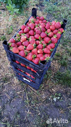 Рассада клубники