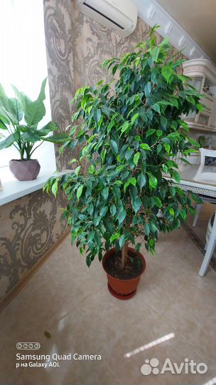 Бенджамина