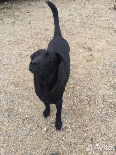 Кобель лабрадора вязка