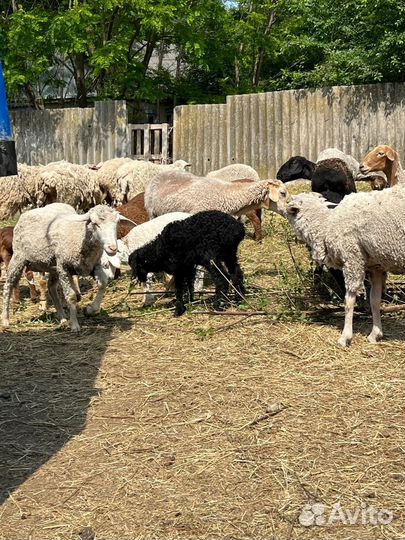 Овцы и бараны