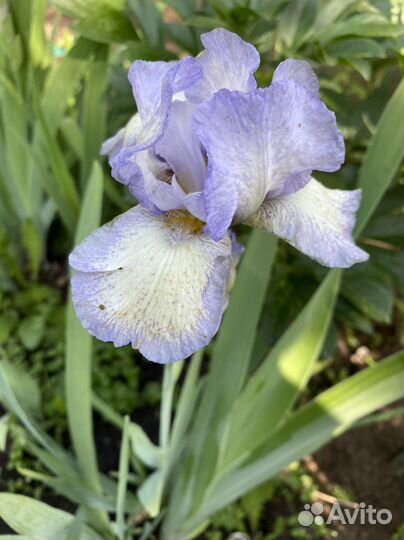 Ирисы сортовые