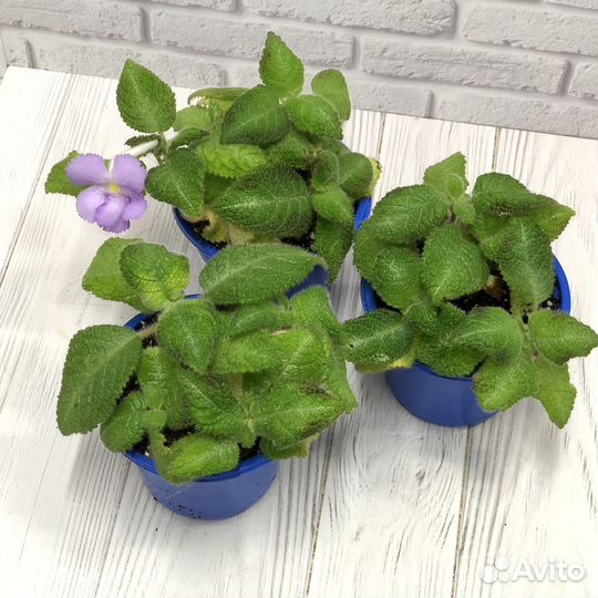 Редкие растения