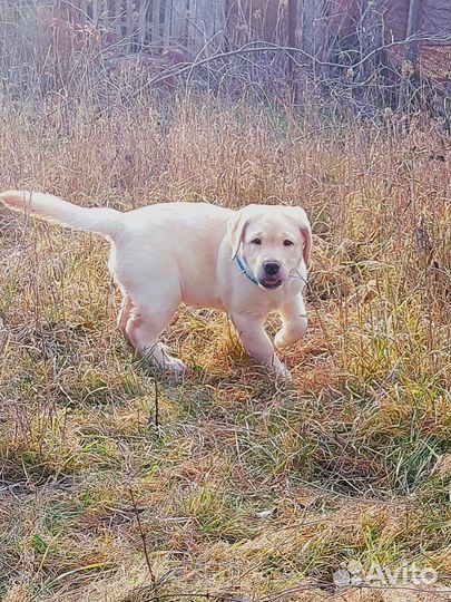 Щенки лабрадора