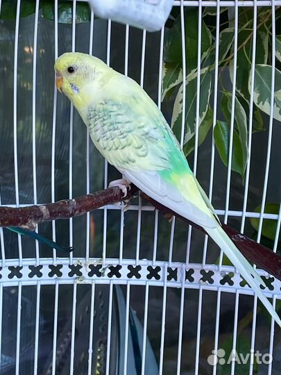 Волнистый попугай