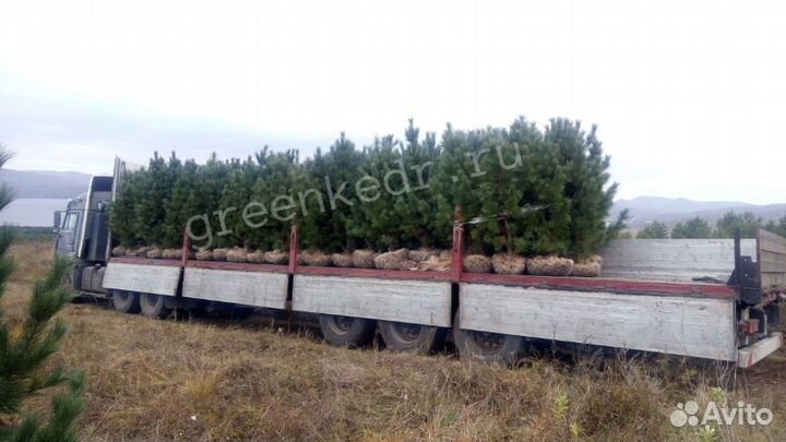 Саженцы Кедр 180-220 см