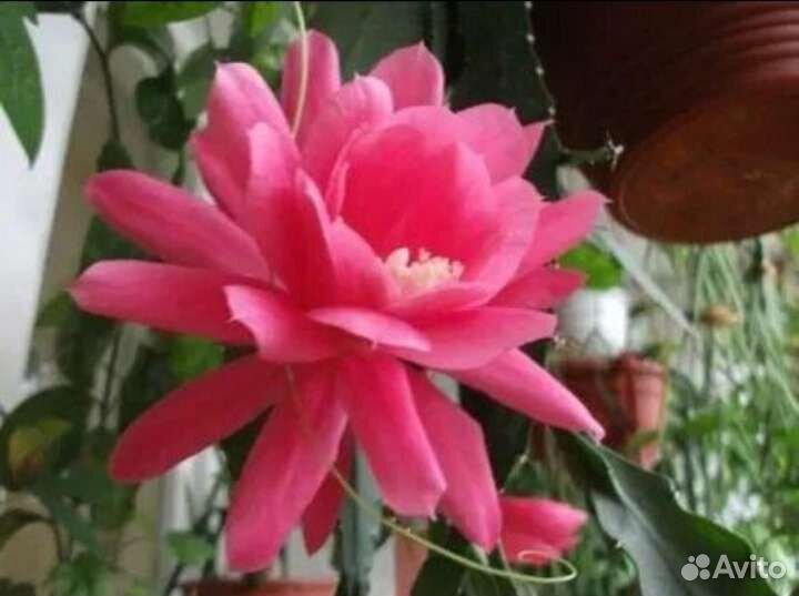 Эпифиллум Филлантус весенний декабрист