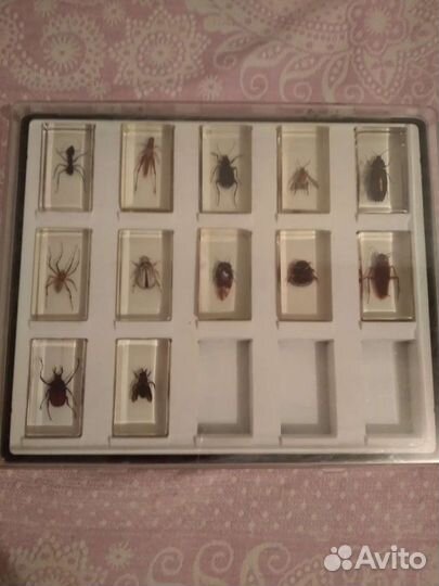 Насекомые и их знакомые