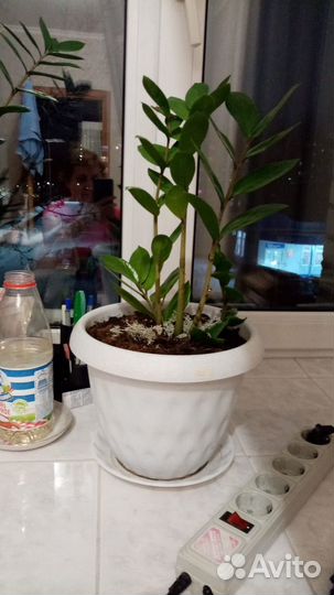 Замиокулькас