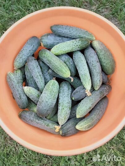 Продам огурцы