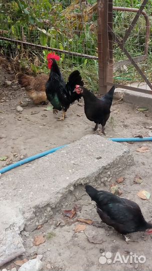 Декоративные птицы