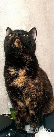 Кошка в дар