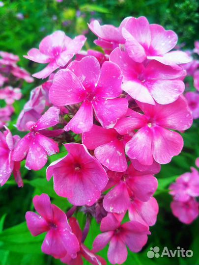 Флоксы, хосты, вербенник, энотера