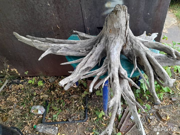 Слэбы из дерева, Вымытые корни деревьев