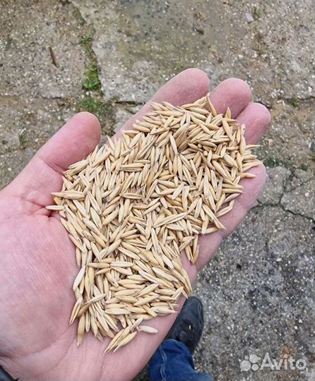 Фуражный ячмень, Кормовая пшеница корма