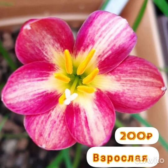 Зефирантес