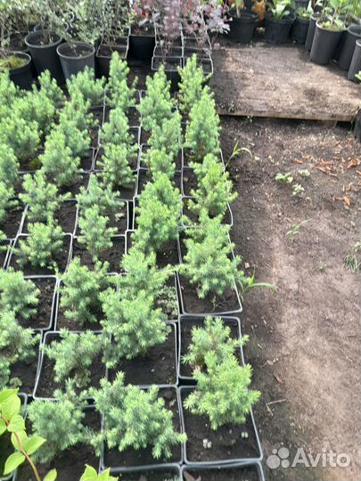 Ель коника и стрикта