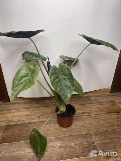 Алоказия полли комнатные цветы