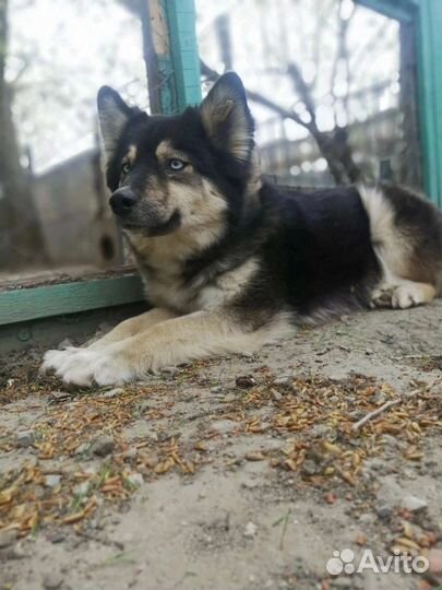 Собака в добрые руки