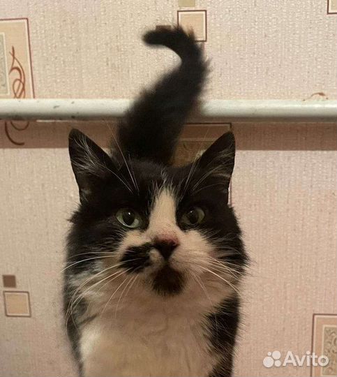 Кошка в дар