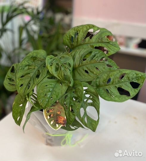 Монстера манки