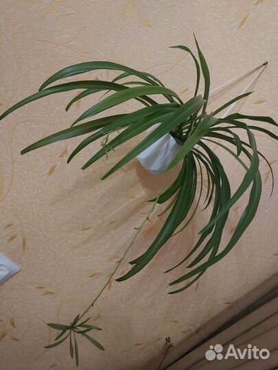 Хлорофитум