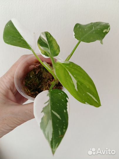 Комнатные растения 3