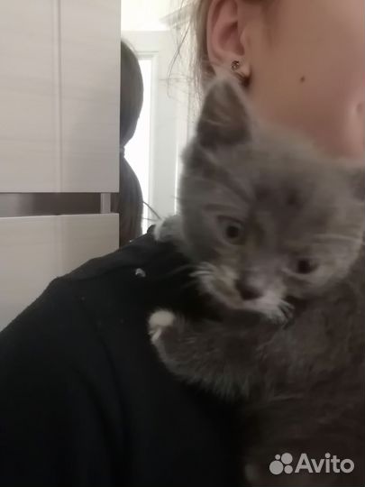 Котёнок