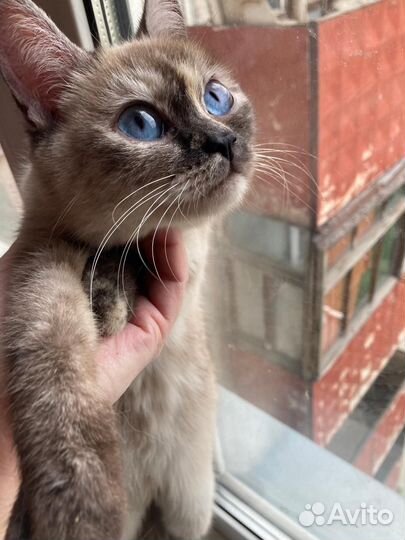 Сиамская кошечка