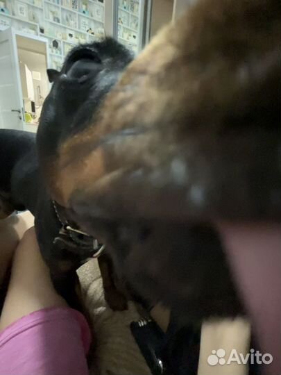 Цвергпинчер собака