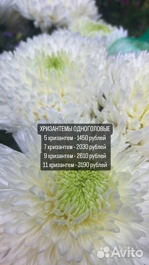 Цветы. букеты. хризантемы. доставка
