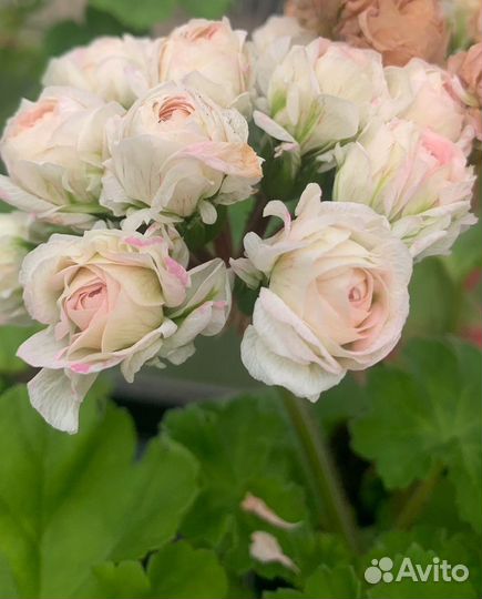 Пеларгония герань