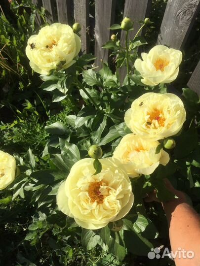 Пионы по сортам, семена почтой