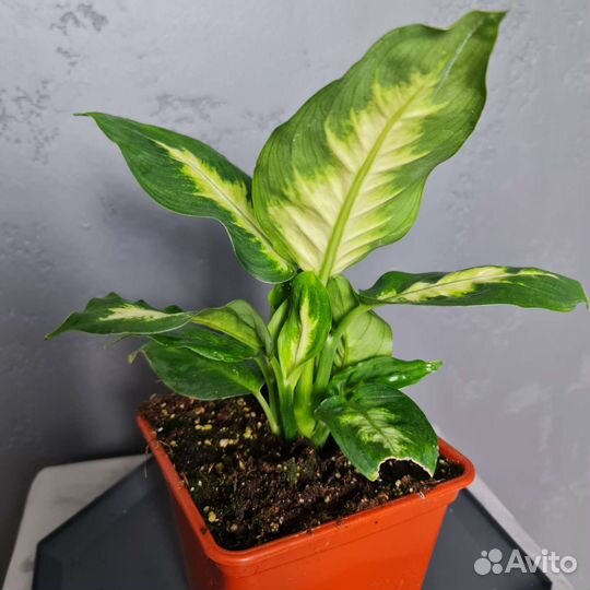 Диффенбахия камилла