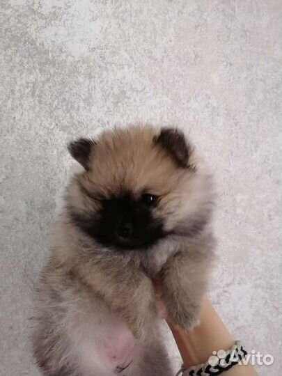 Щенки шпица