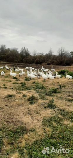 Гуси на племя