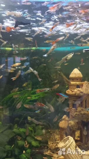 Рыбки гуппи