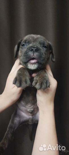 Щенки Итальянский Кане корсо