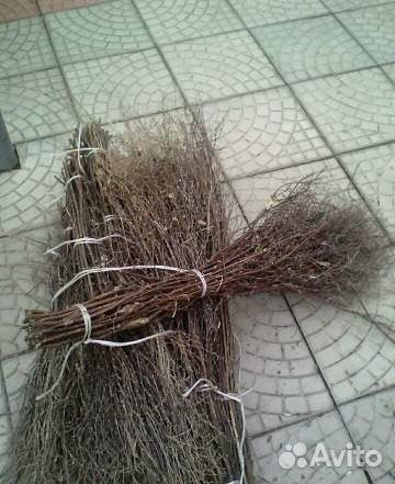 Метла веники чилиговые