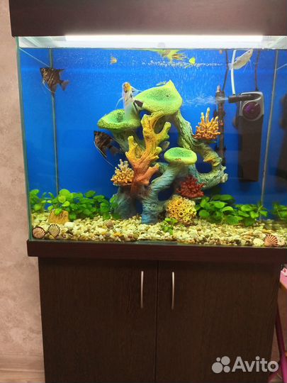 Аквариум с тумбой и рыбками