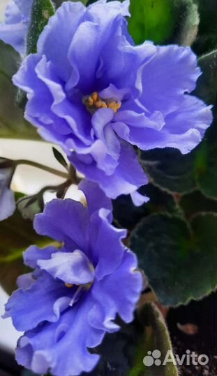 Фиалка голубая махровая