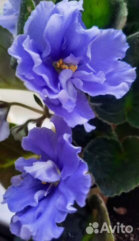 Фиалка голубая махровая