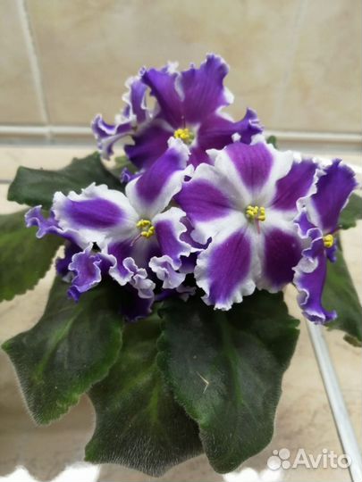 Сортовые фиалки