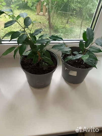 Фикус бенджамина