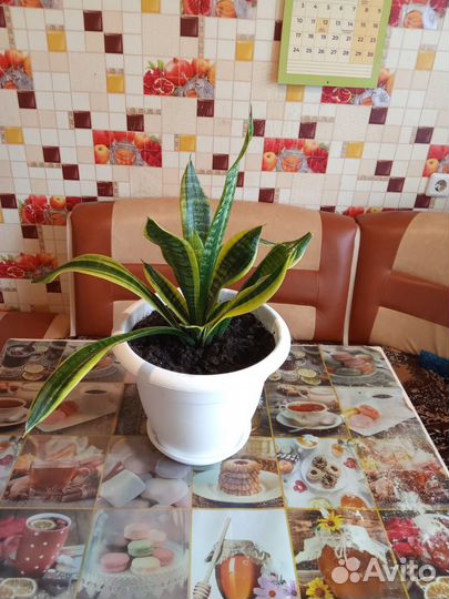 Комнатные цветы