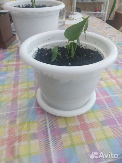 Комнатные цветы антуриум