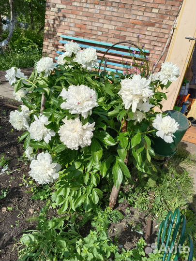 Белые пионы